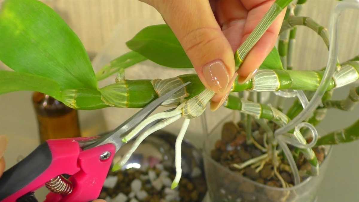 Как пересадить орхидею дендробиум?