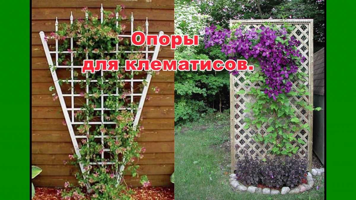 Виды пергол для клематиса