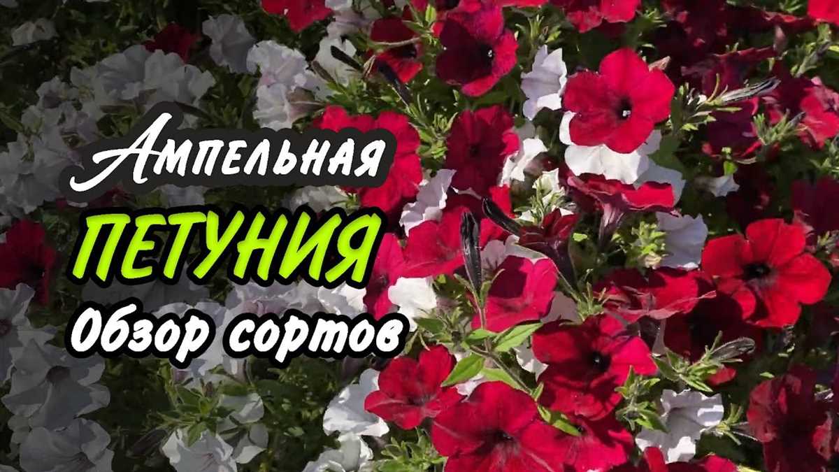 Применение петунии ампельной