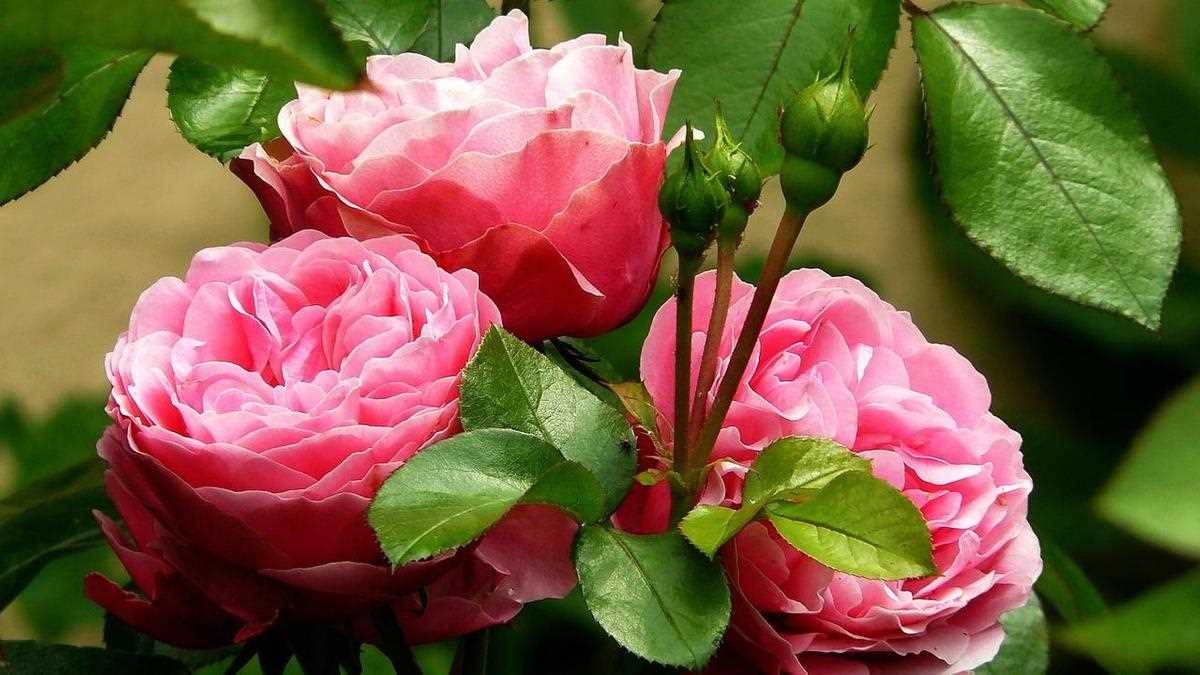 Популярные сорта пионовидных роз