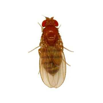 Почему плодовая муха дрозофила вредна?