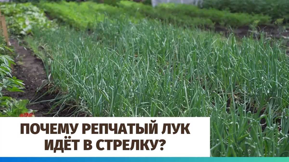 Что делать с луком, выросшим в стрелку?