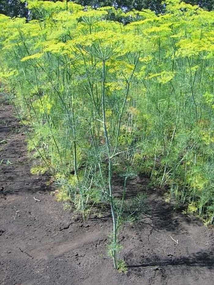 Конкуренция с сорняками