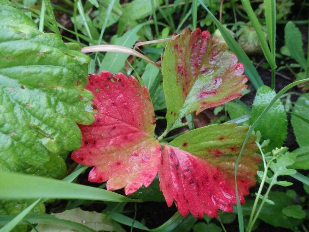 Возможные причины появления красных пятен на листьях клубники: