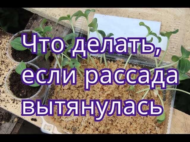 Правильное питание рассады