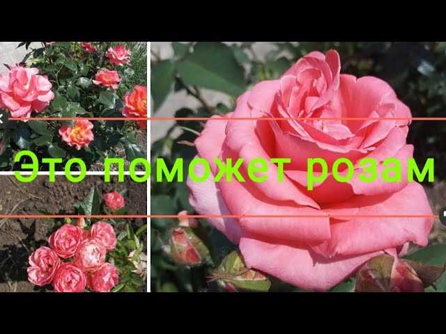 Как обеспечить розам правильный уход и получить прекрасные цветы?