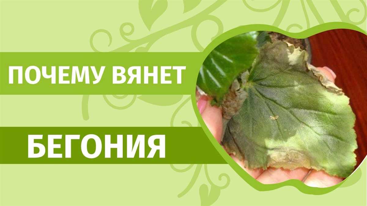 1. Недостаток полива