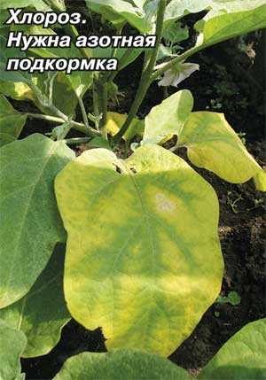 Причины желтизны листьев баклажанов
