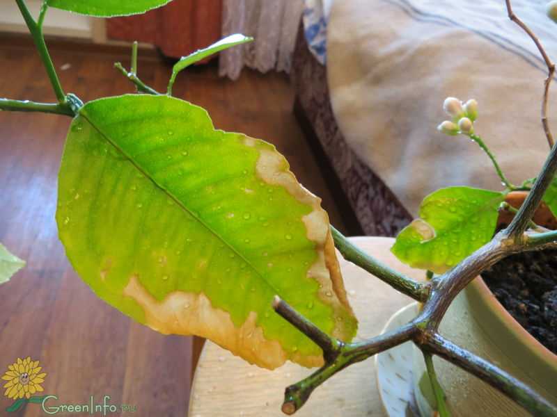 Причины опадания и желтизны листьев лимона в домашних условиях