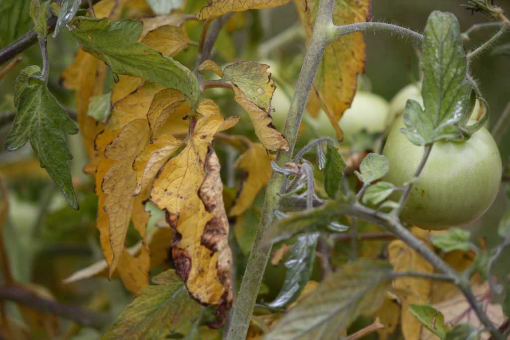 Заболевания, приводящие к пожелтению листьев у помидоров