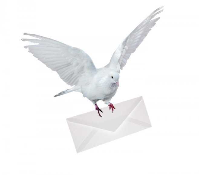Особенности почтовых голубей