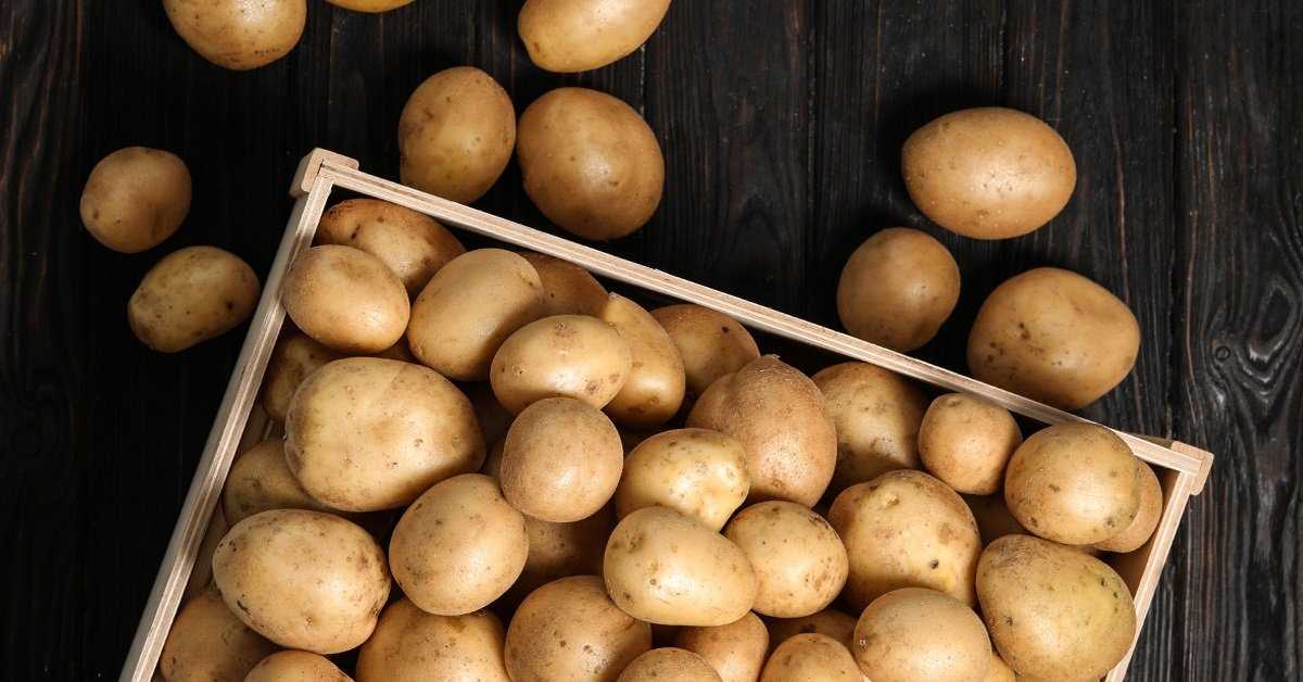 Лучшие сорта картофеля для разного срока созревания