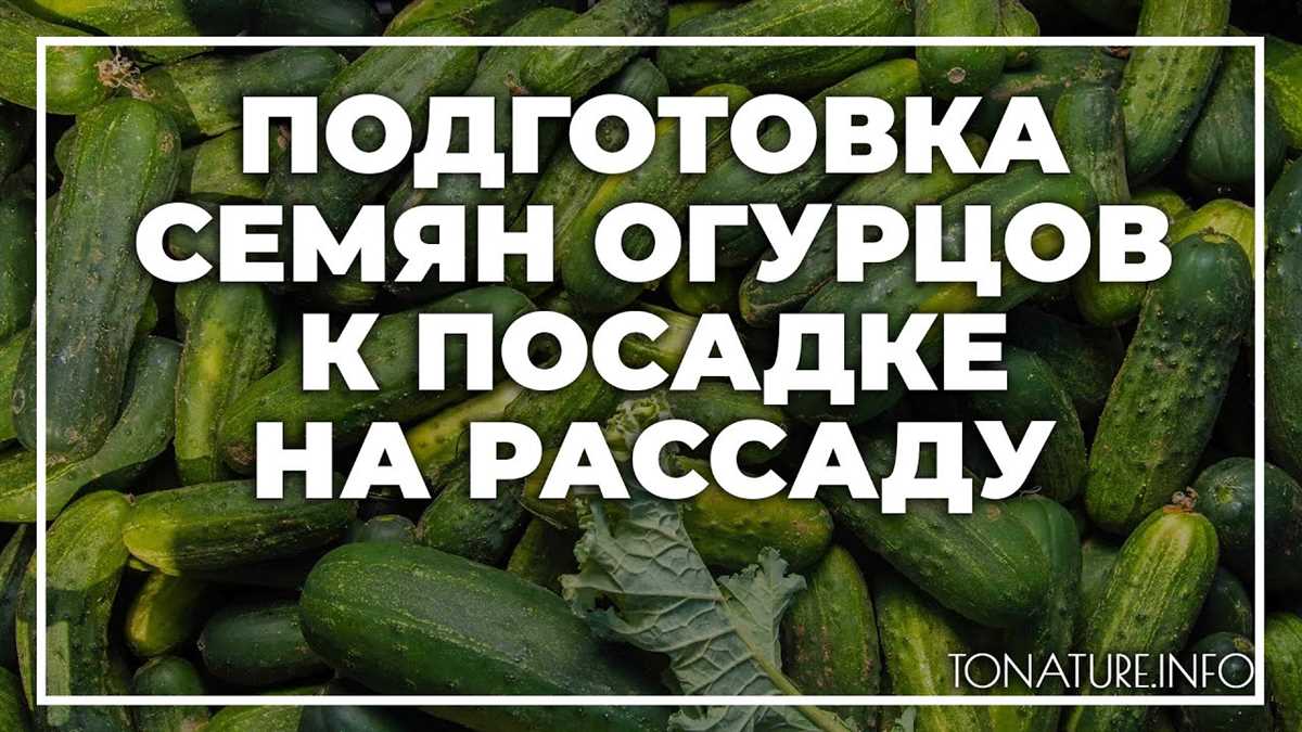 Проращивание семян огурцов перед посадкой