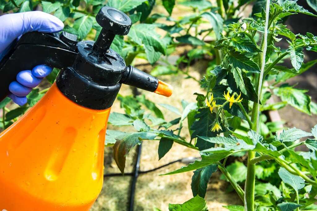 Преимущества подкормки помидоров в теплице борной кислотой