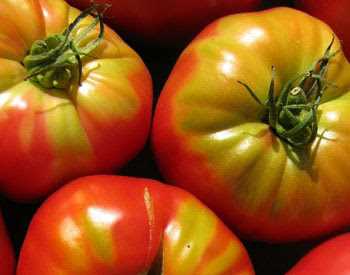 Оптимальный период подкормки томатов сульфатом калия: