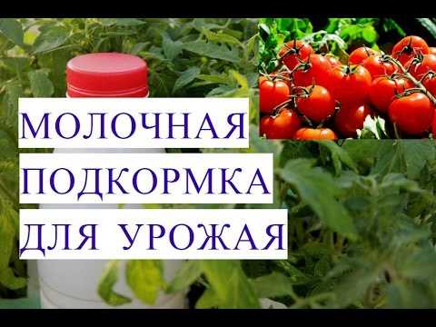 Как использовать молоко для полива и опрыскивания помидоров?