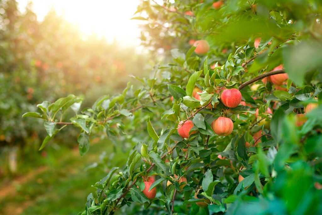 Выбор и посадка полукарликовых яблонь
