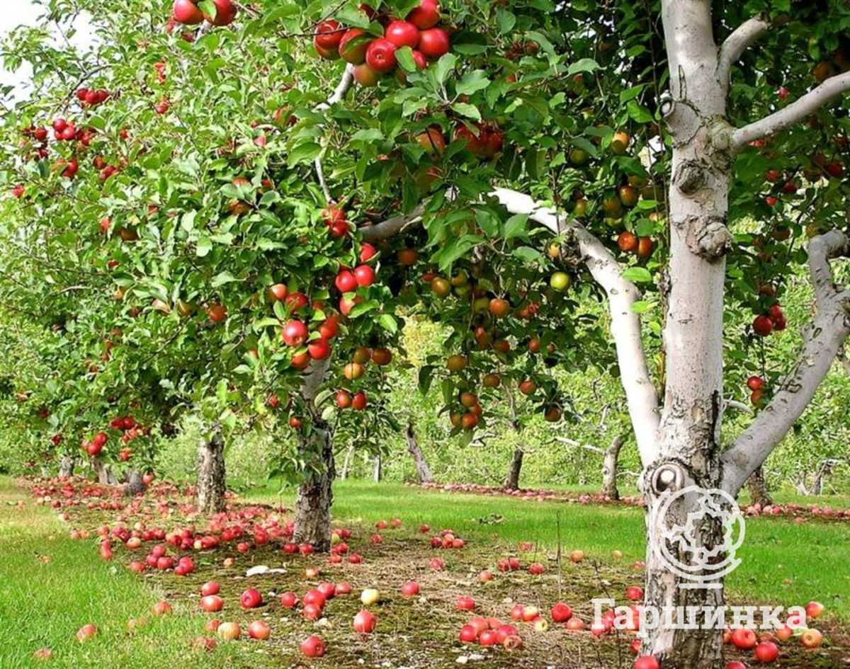 Уход и обрезка полукарликовых яблонь