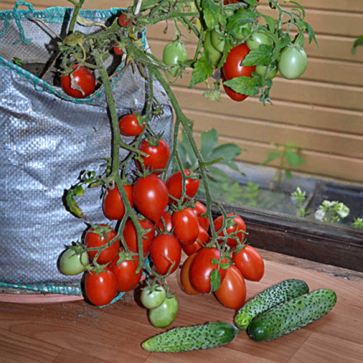 Описание серии помидоров «Гном томатный»