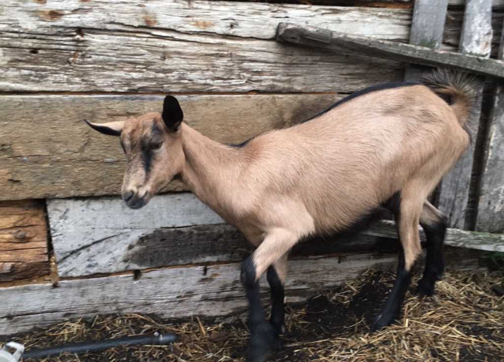 Ла-Манча – умнейшая комолая порода коз