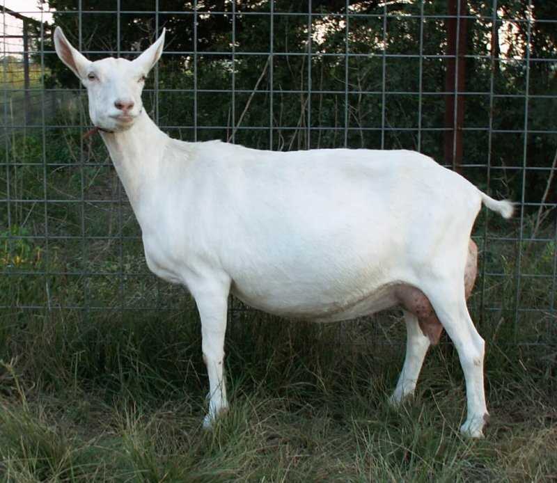 Англо-нубийская порода комолых коз