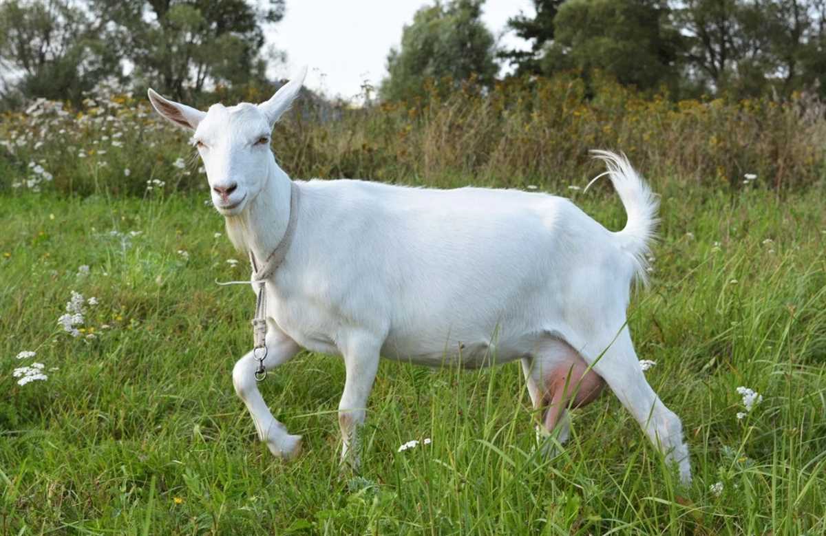 Англо-нубийская порода коз