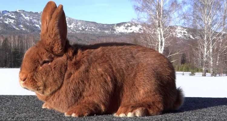 Декоративные породы кроликов
