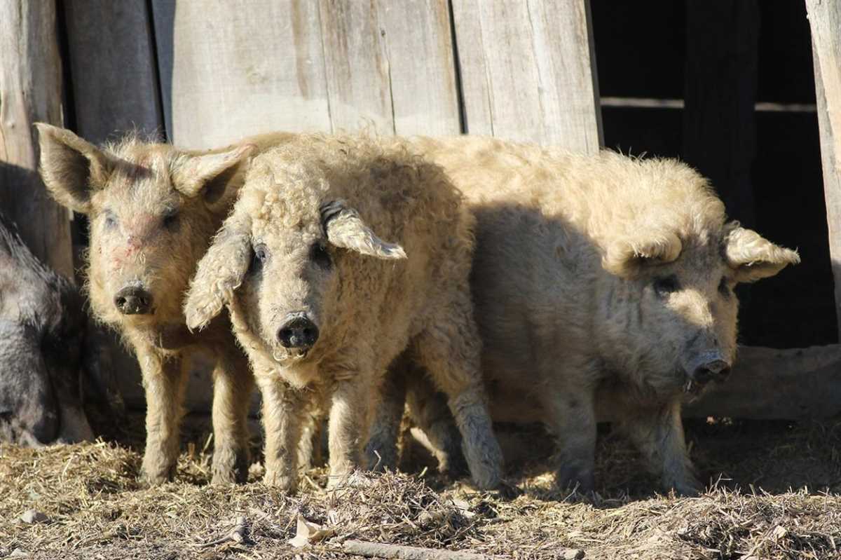 Карагульская порода кудрявых свиней