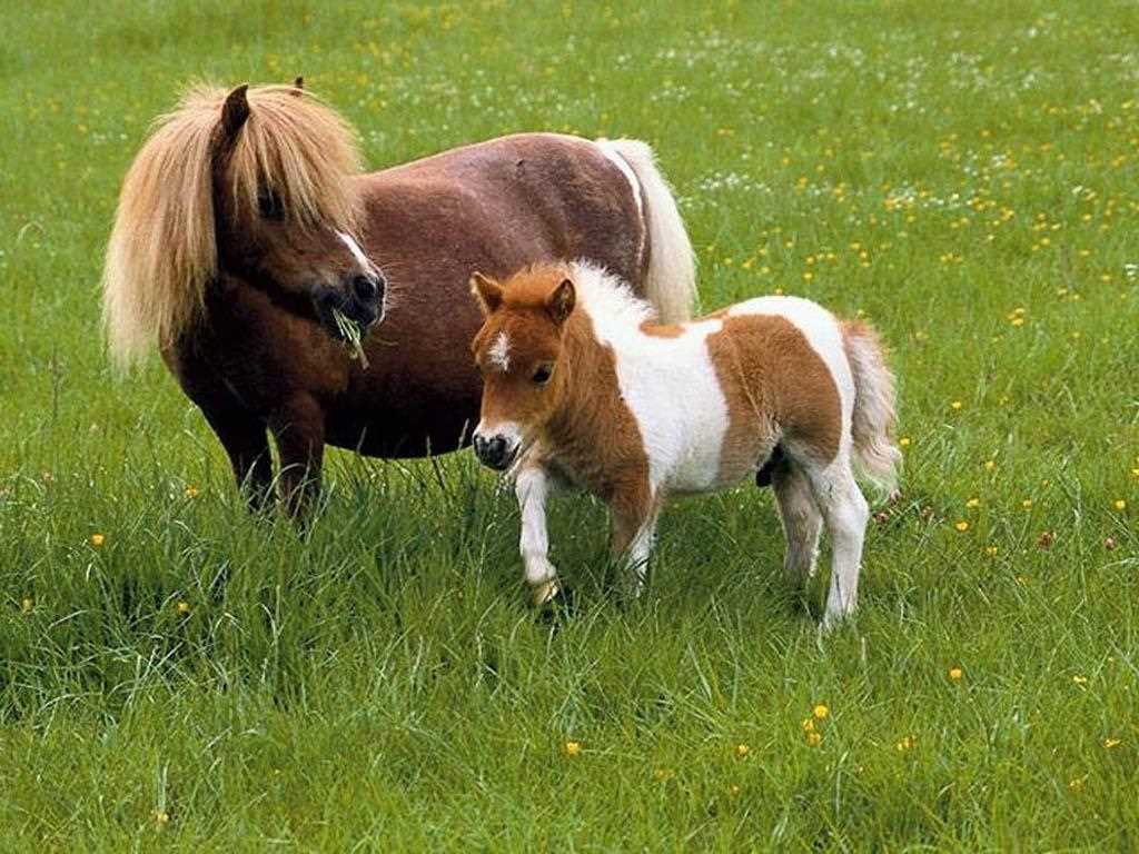 Уэльский пони – исторический символ Уэльса
