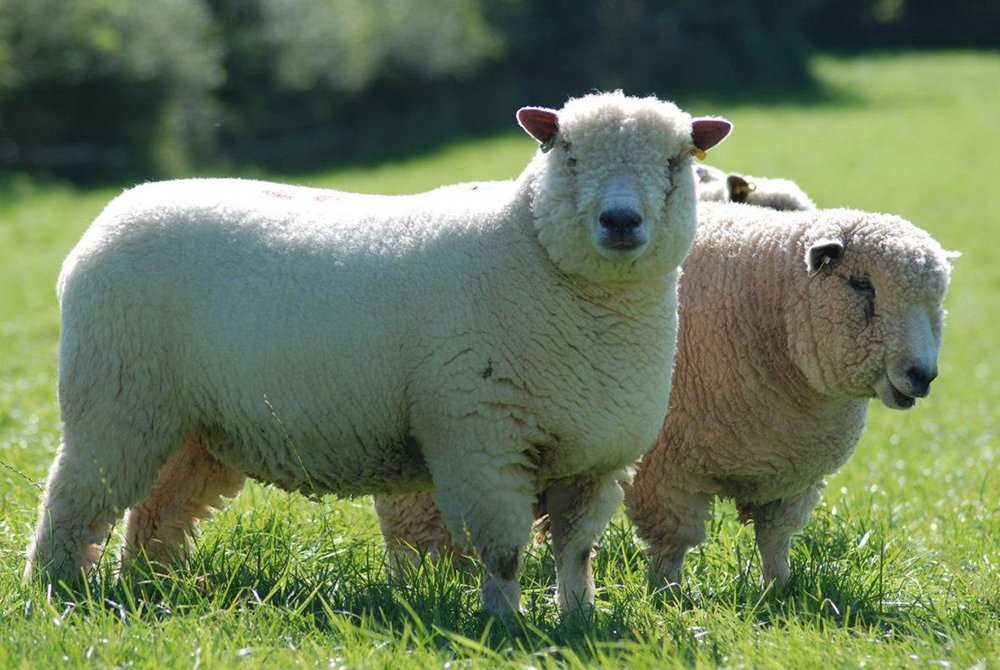 Виды тонкорунных овец