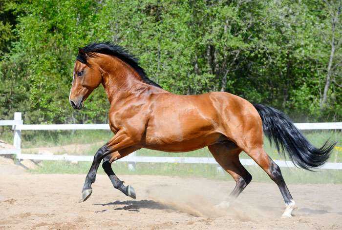 Андалузская лошадь<