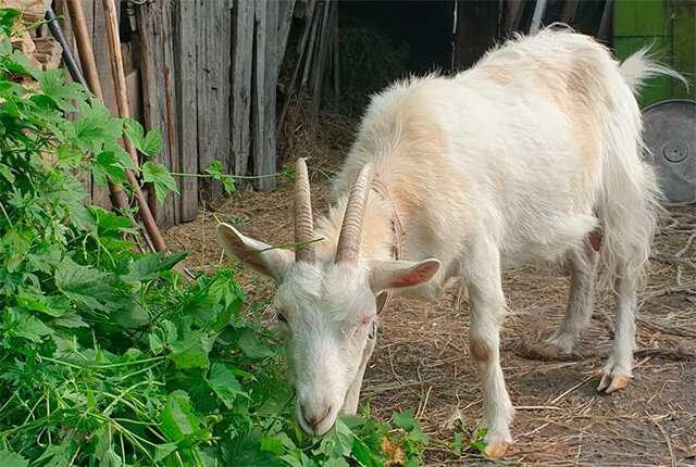 Сааненская порода коз: