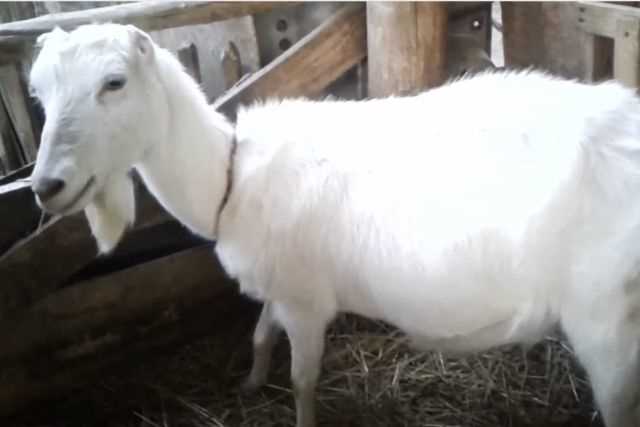 Альпийская порода коз: