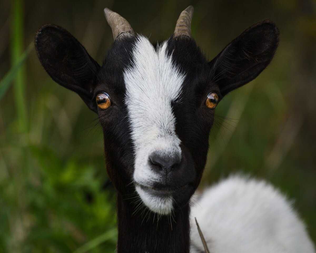 Тоггенбургская порода коз: