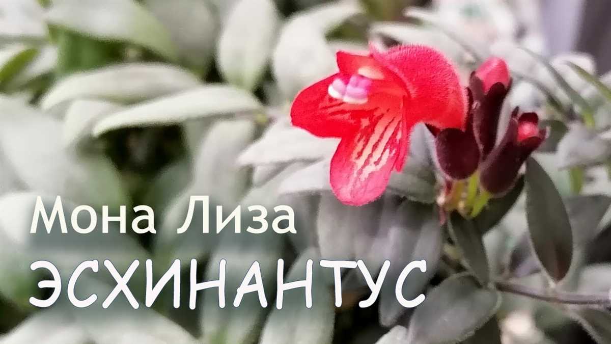 Посадка эсхинантуса «Мона Лиза»