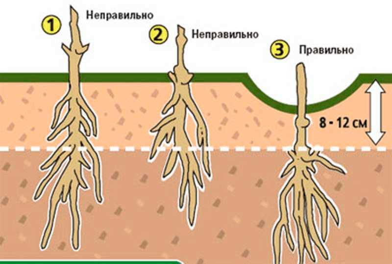 Посадка клематисов