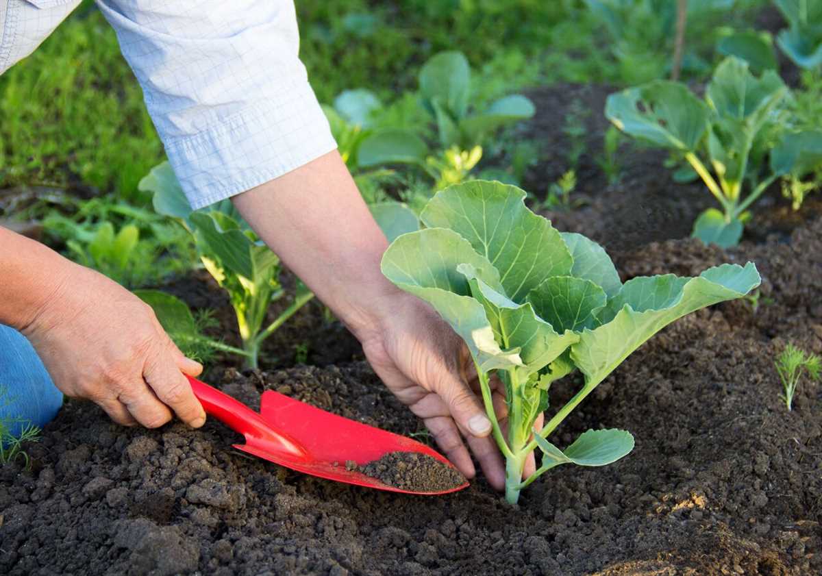 Как подготовить почву для посадки рассады капусты