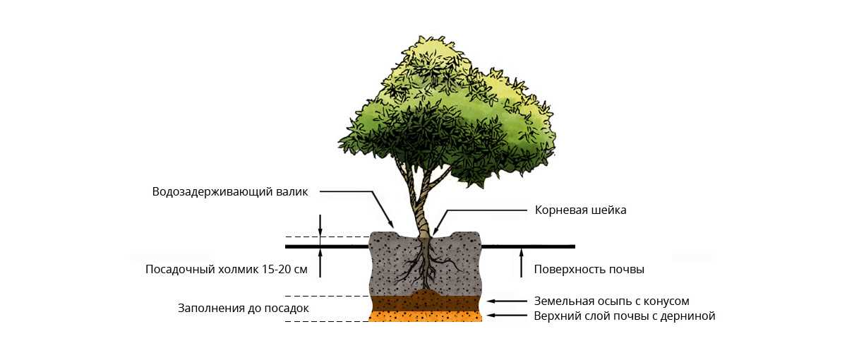 Уход и подкормка после посадки