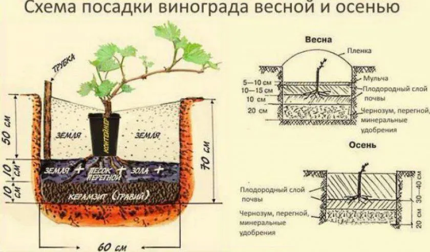 3. Выбор сорта винограда