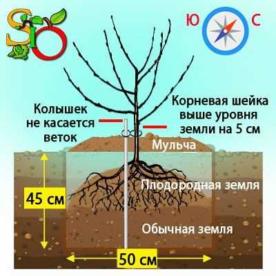 Подкормка