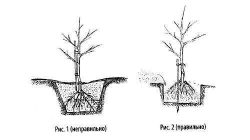 Процесс посадки вишни