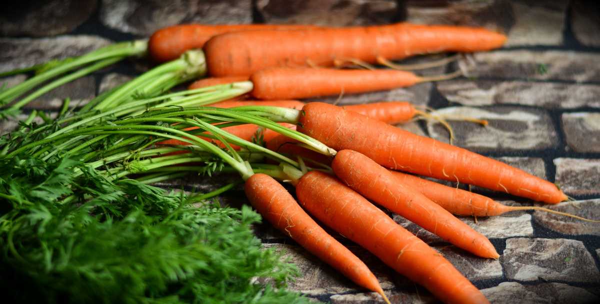 Когда лучше всего сажать морковь?