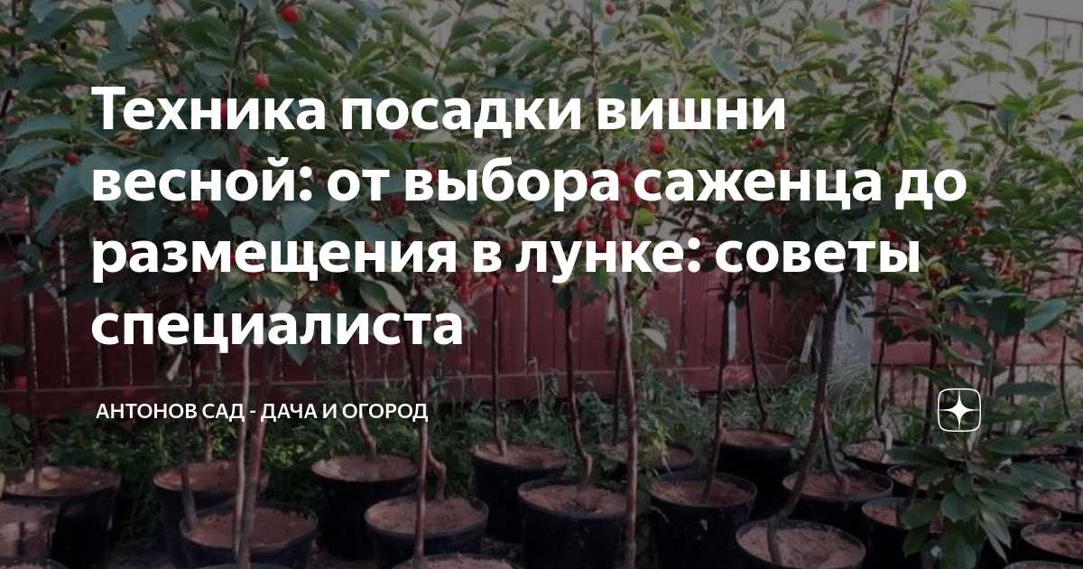 Подготовка рассады и посадка