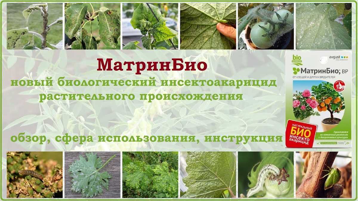 Как правильно принимать МатринБио