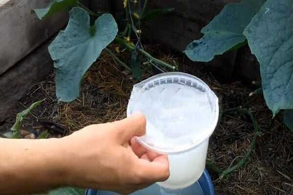 Как использовать молочную сыворотку для огурцов