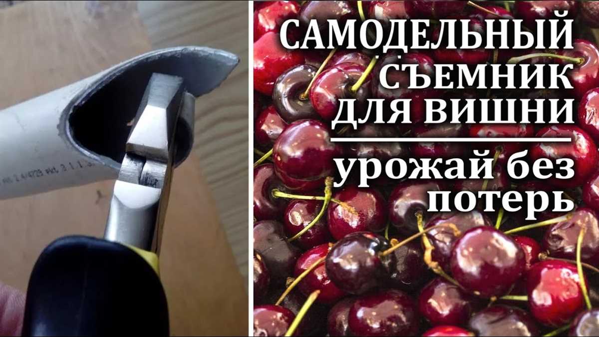 Приспособления для сбора вишни и черешни