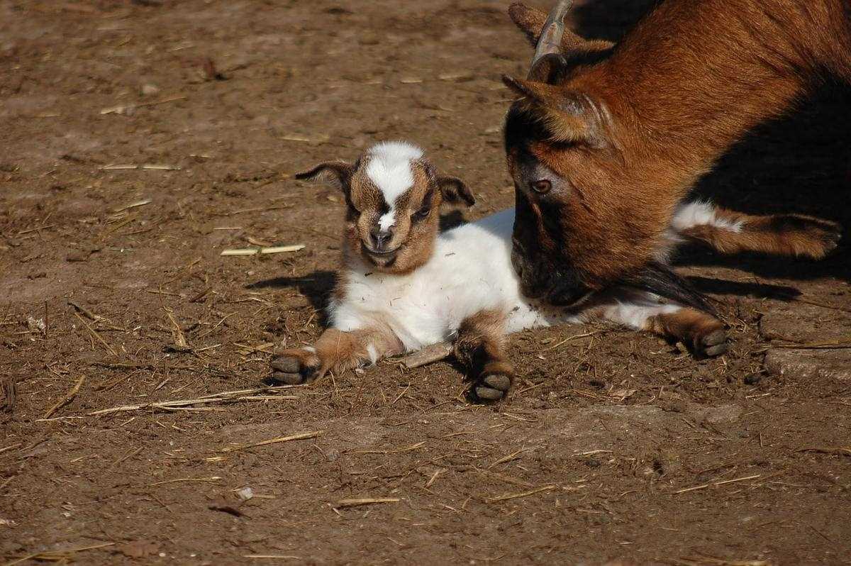 Продолжительность беременности у козы