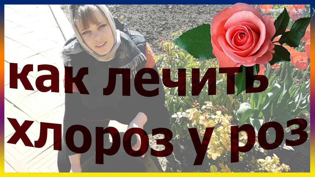 Причины испорченных листьев на розах