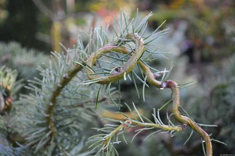Псевдотсуга Мензиса - королева среди декоративных хвойных растений
