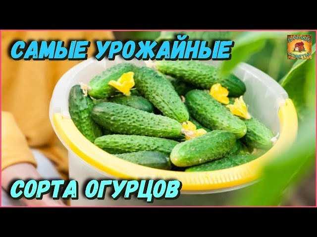 Выбор ранних самоопыляемых сортов огурцов для теплицы